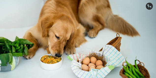 Golden Retriever male 6 months old
